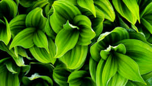 Vibrant Green Plant In Natural Environment Wallpaper