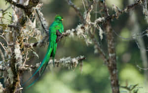 Vibrant Green Quetzal Perched Wallpaper