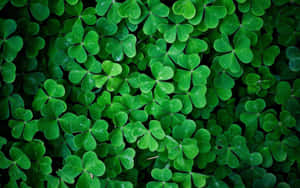 Vibrant Green Shamrock Texture Wallpaper