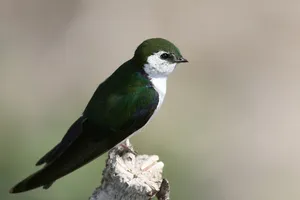 Vibrant Green Swallow Perched Wallpaper