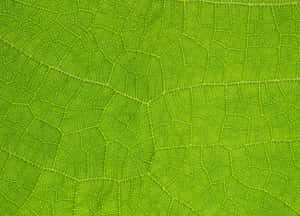 Vibrant Green Texture Wallpaper