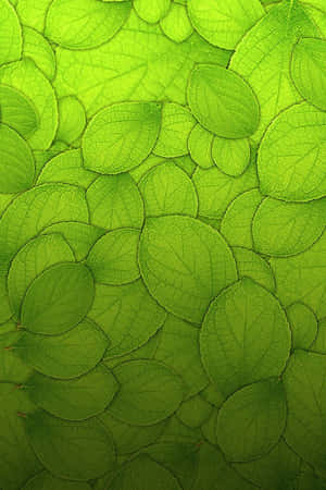 Vibrant Green Texture Background Wallpaper