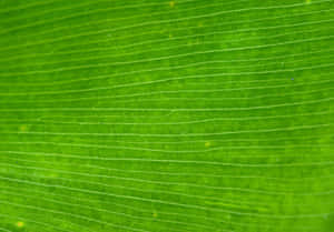 Vibrant Green Textured Background Wallpaper