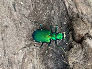 Vibrant Green Tiger Beetle On Wood Wallpaper