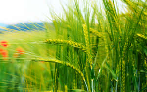 Vibrant Green Wheat Field Wallpaper