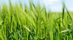 Vibrant Green Wheat Field Sunny Day Wallpaper