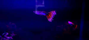 Vibrant Guppyin Blue Aquarium Lighting Wallpaper