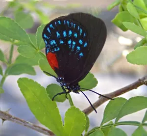 Vibrant_ Hairstreak_ Butterfly_ Perched Wallpaper