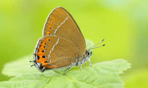 Vibrant Hairstreak Butterflyon Leaf Wallpaper