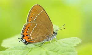 Vibrant Hairstreak Butterflyon Leaf Wallpaper