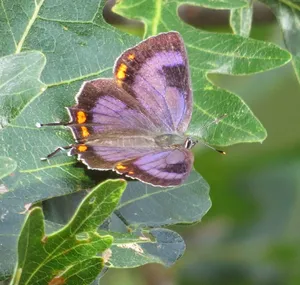 Vibrant Hairstreak Butterflyon Leaf Wallpaper