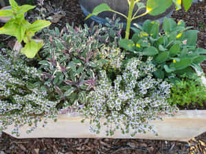 Vibrant Herb Garden In Full Bloom Wallpaper