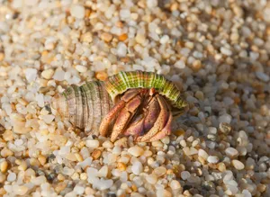 Vibrant Hermit Crab Navigating The Tropic Shore Wallpaper