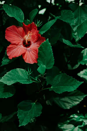 Vibrant Hibiscus Amongst Green Leaves.jpg Wallpaper