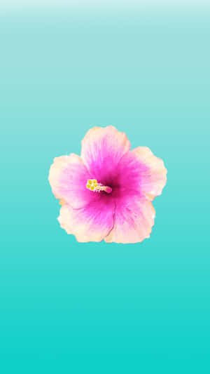 Vibrant Hibiscus Aqua Backdrop.jpg Wallpaper