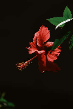 Vibrant Hibiscus Black Background Wallpaper