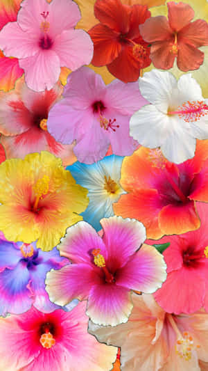 Vibrant_ Hibiscus_ Collage.jpg Wallpaper