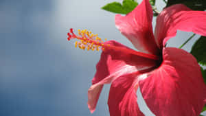 Vibrant_ Hibiscus_ Flower_ Against_ Blue_ Sky Wallpaper