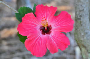 Vibrant_ Hibiscus_ Flower_ Closeup.jpg Wallpaper