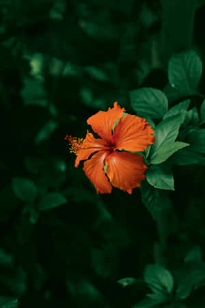 Vibrant Hibiscus Flower Green Backdrop.jpg Wallpaper