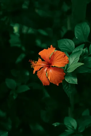 Vibrant Hibiscus Flower Green Backdrop.jpg Wallpaper