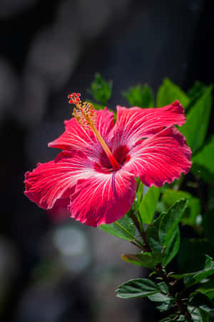 Vibrant Hibiscus Flower Wallpaper