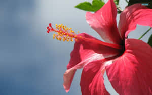 Vibrant Hibiscus Flower Sky Backdrop Wallpaper