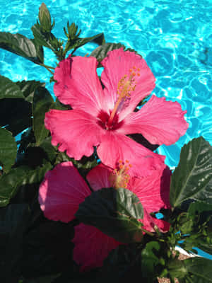 Vibrant Hibiscus Poolside Aesthetic.jpg Wallpaper