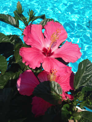 Vibrant_ Hibiscus_ Poolside Wallpaper