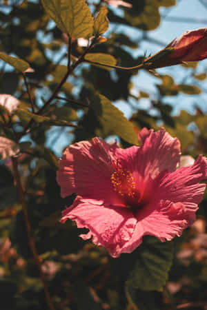 Vibrant Hibiscus Under Sunlight Wallpaper