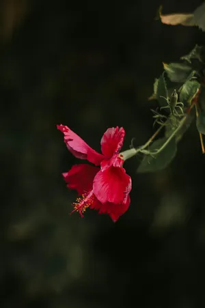 Vibrant Hibiscusin Bloom.jpg Wallpaper