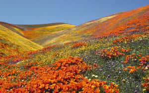 Vibrant_ Hills_of_ Blooms.jpg Wallpaper