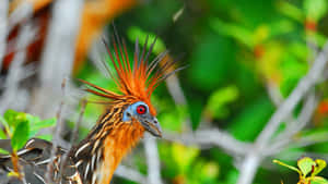 Vibrant Hoatzin Birdin Nature Wallpaper