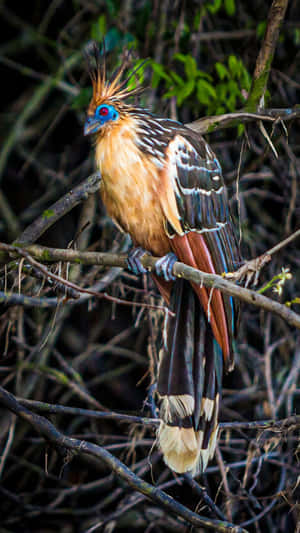 Vibrant_ Hoatzin_ Perched Wallpaper