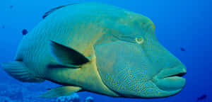 Vibrant Humphead Wrasse Underwater Wallpaper