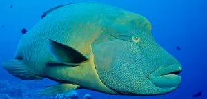 Vibrant Humphead Wrasse Underwater Wallpaper