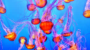 Vibrant_ Jellyfish_ Swarm_ Underwater.jpg Wallpaper