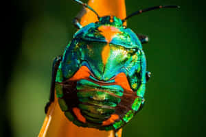 Vibrant June Bug Closeup Wallpaper