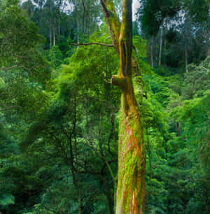 Vibrant Jungle Tree Moss Wallpaper