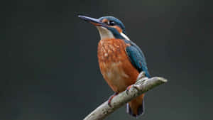 Vibrant Kingfisher Perched Wallpaper