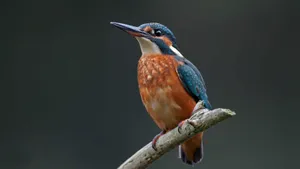 Vibrant Kingfisher Perched Wallpaper