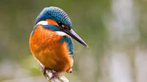 Vibrant Kingfisher Perched Wallpaper