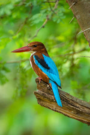 Vibrant_ Kingfisher_ Perched Wallpaper