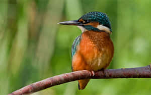 Vibrant Kingfisher Perched Wallpaper