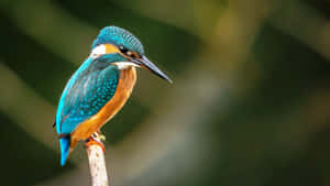 Vibrant Kingfisher Perched4 K Wallpaper