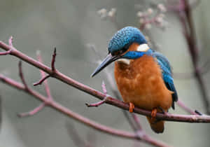 Vibrant Kingfisher Perchedon Branch Wallpaper