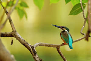 Vibrant Kingfisher Perchedon Branch Wallpaper