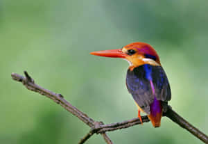 Vibrant Kingfisher Perchedon Branch.jpg Wallpaper