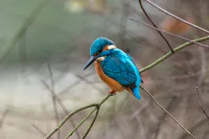 Vibrant Kingfisher Perchedon Branch.jpg Wallpaper