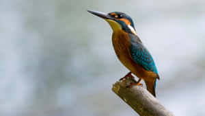 Vibrant Kingfisher Perchedon Branch.jpg Wallpaper